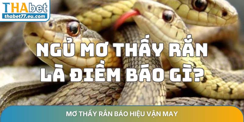 Mơ thấy rắn – Ý nghĩa tâm linh và bộ số may mắn tại Thabet